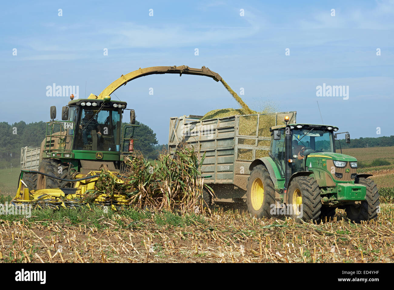 Mais geerntet für Biogas, Suffolk, UK. Stockfoto