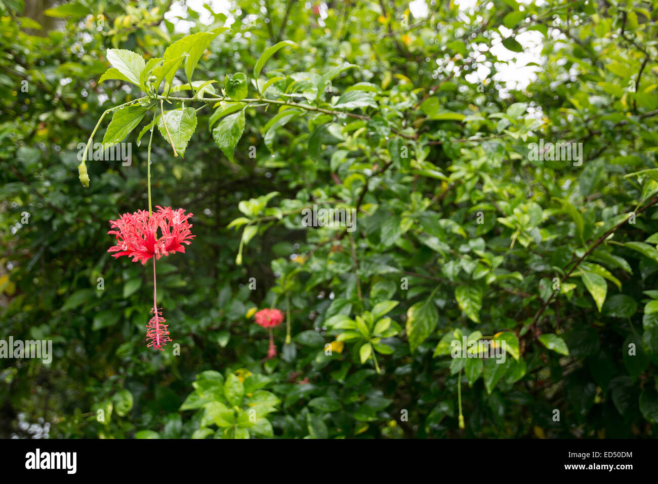 Rote Hibiskusblüten (Hibiscus Sinensis) mit Regentropfen. Südliche Provinz, Sri Lanka, Asien. Stockfoto