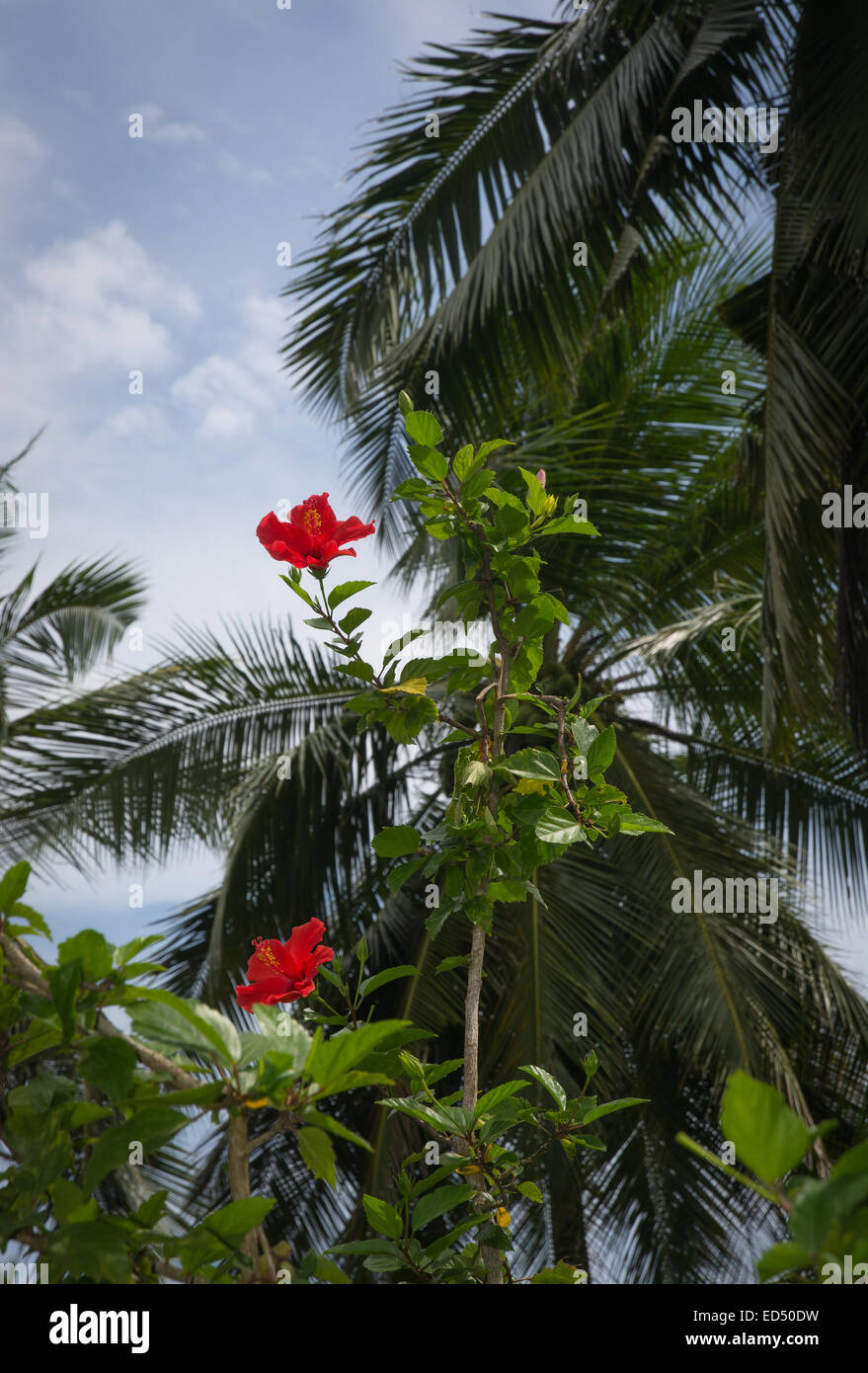 Roter Hibiskus Blumen und Palmen in einem tropischen Garten, südlichen Provinz, Sri Lanka, Asien. Stockfoto