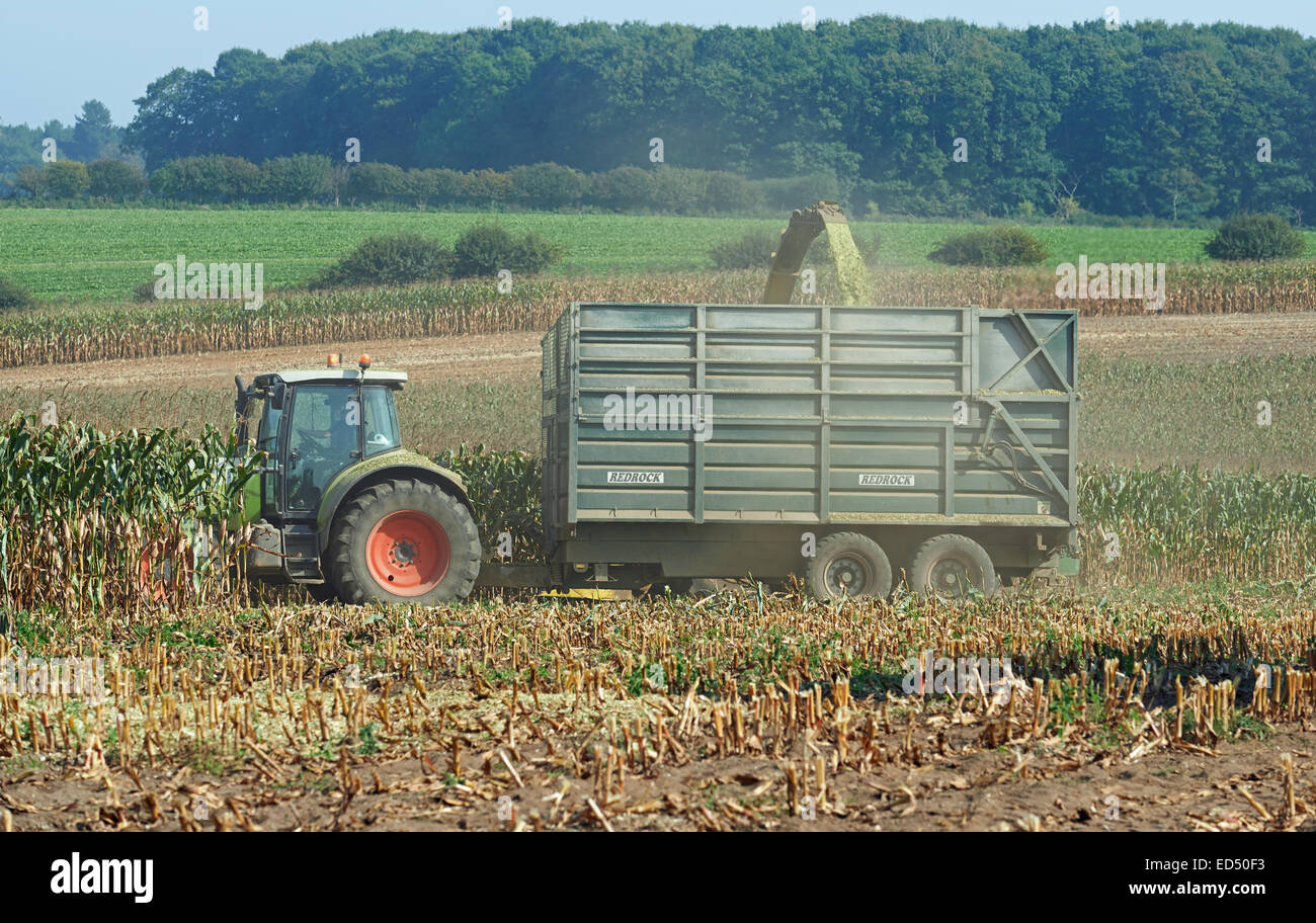 Mais geerntet für Biogas, Suffolk, UK. Stockfoto