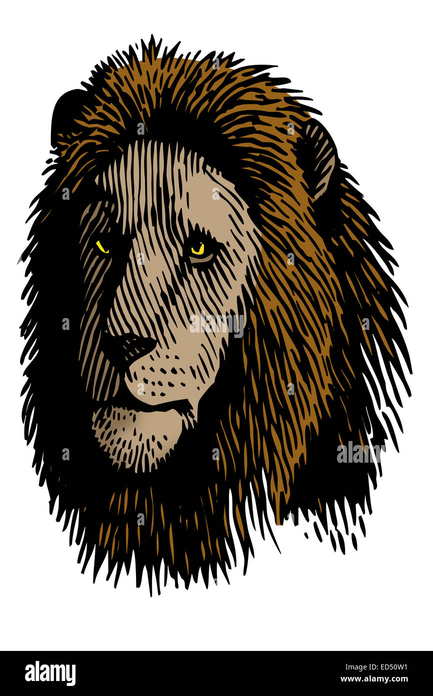 Ein alter Löwe als Symbol des Stolzes des Dschungels Stockfoto