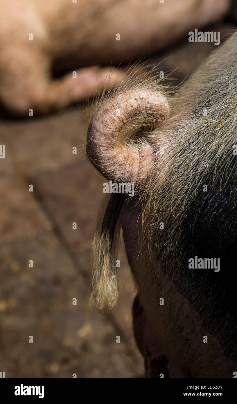 Ringelschwanz auf Schwein, Shropshire, England, UK Stockfoto