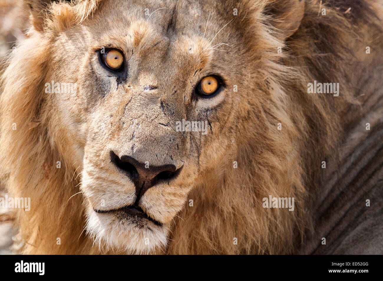 Männlicher Löwe, mit durchdringenden Augen ruhen. Stockfoto