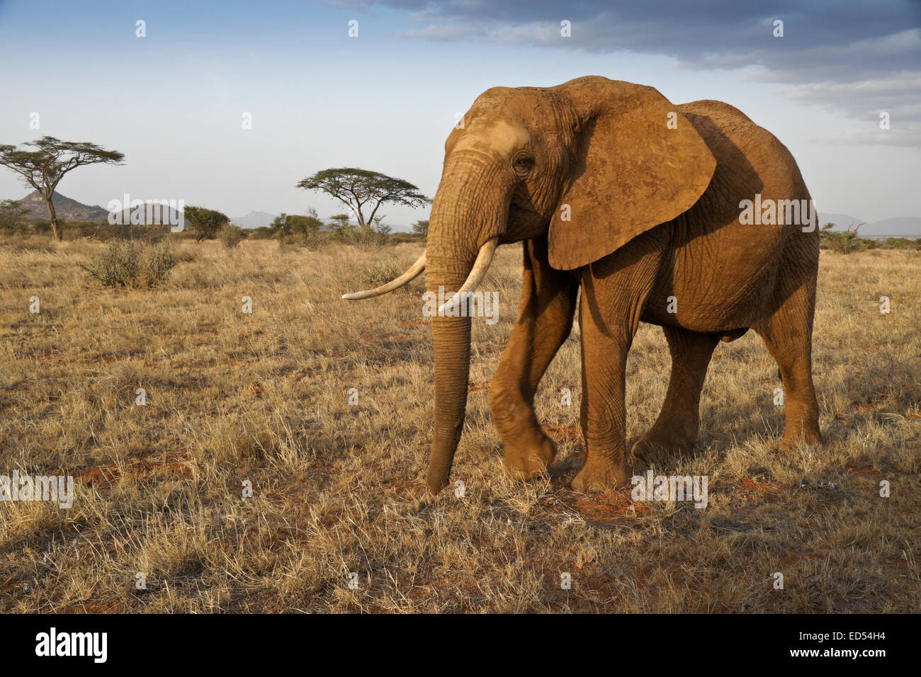 Elefantenbulle Wandern in Grünland, Samburu, Kenia Stockfoto