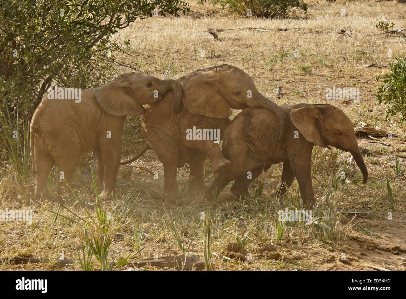Baby-Elefanten spielen, Samburu, Kenia Stockfoto
