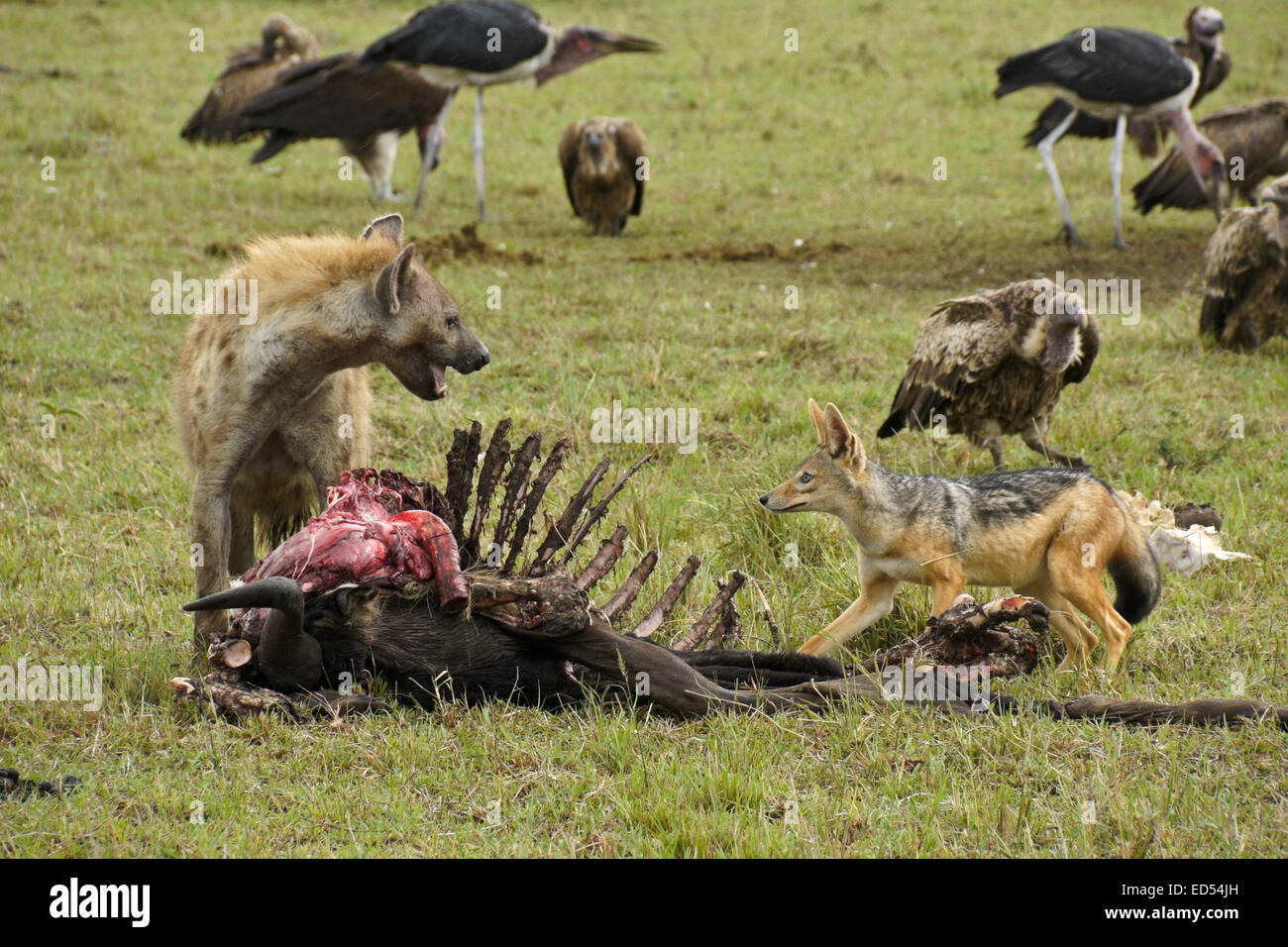 Radikalfänger (gefleckte Hyäne, Black-backed Schakal, Geier, Marabu Störche) bei einem Gnus töten, Masai Mara, Kenia Stockfoto