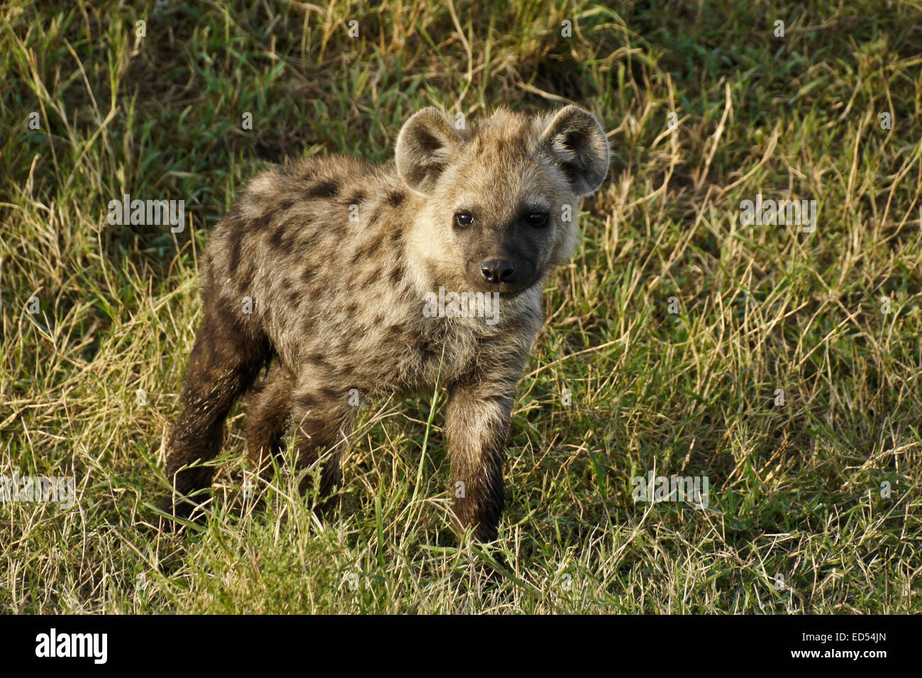 Jung entdeckte Hyäne, Masai Mara, Kenia Stockfoto