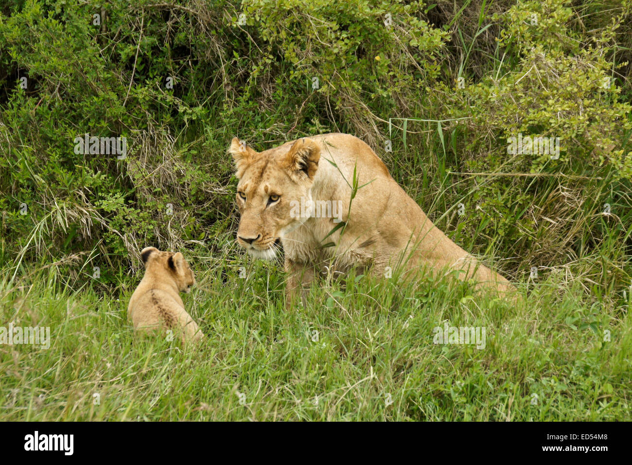 Besorgt Löwin, die kommen, um ihr junges Rettung, Masai Mara, Kenia Stockfoto