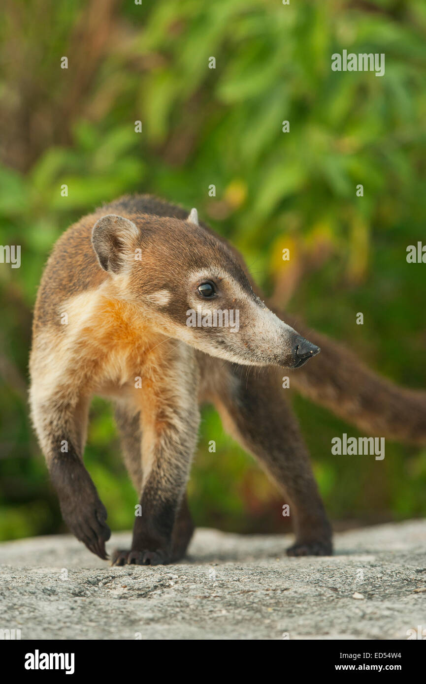 Cozumel Nasenbär (Nasua Nelsoni) endemisch, vom Aussterben bedroht, die Insel Cozumel, Mexiko Stockfoto