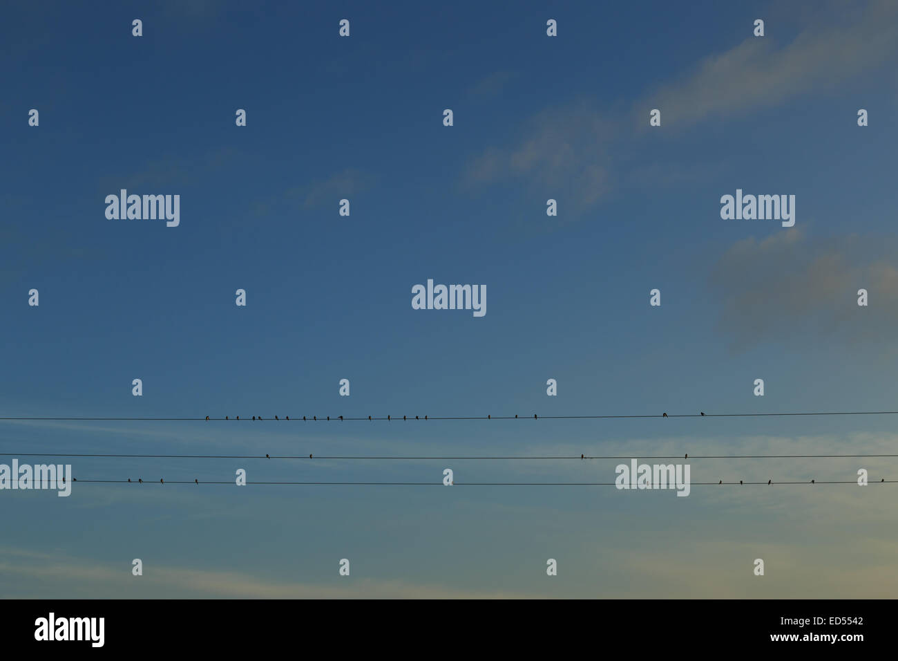Ein Foto von einem Schwarm Schwalben aufgereiht auf einige Stromleitungen, erstellen eine künstlerische Kulisse gegen den blauen Himmel. Stockfoto