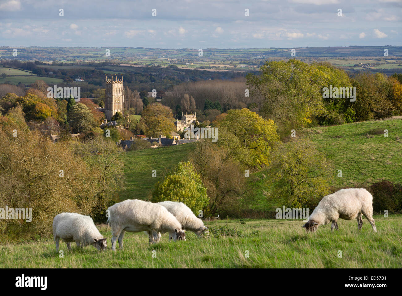 Cotswolds schafe Fotos und Bildmaterial in hoher Auflösung Alamy