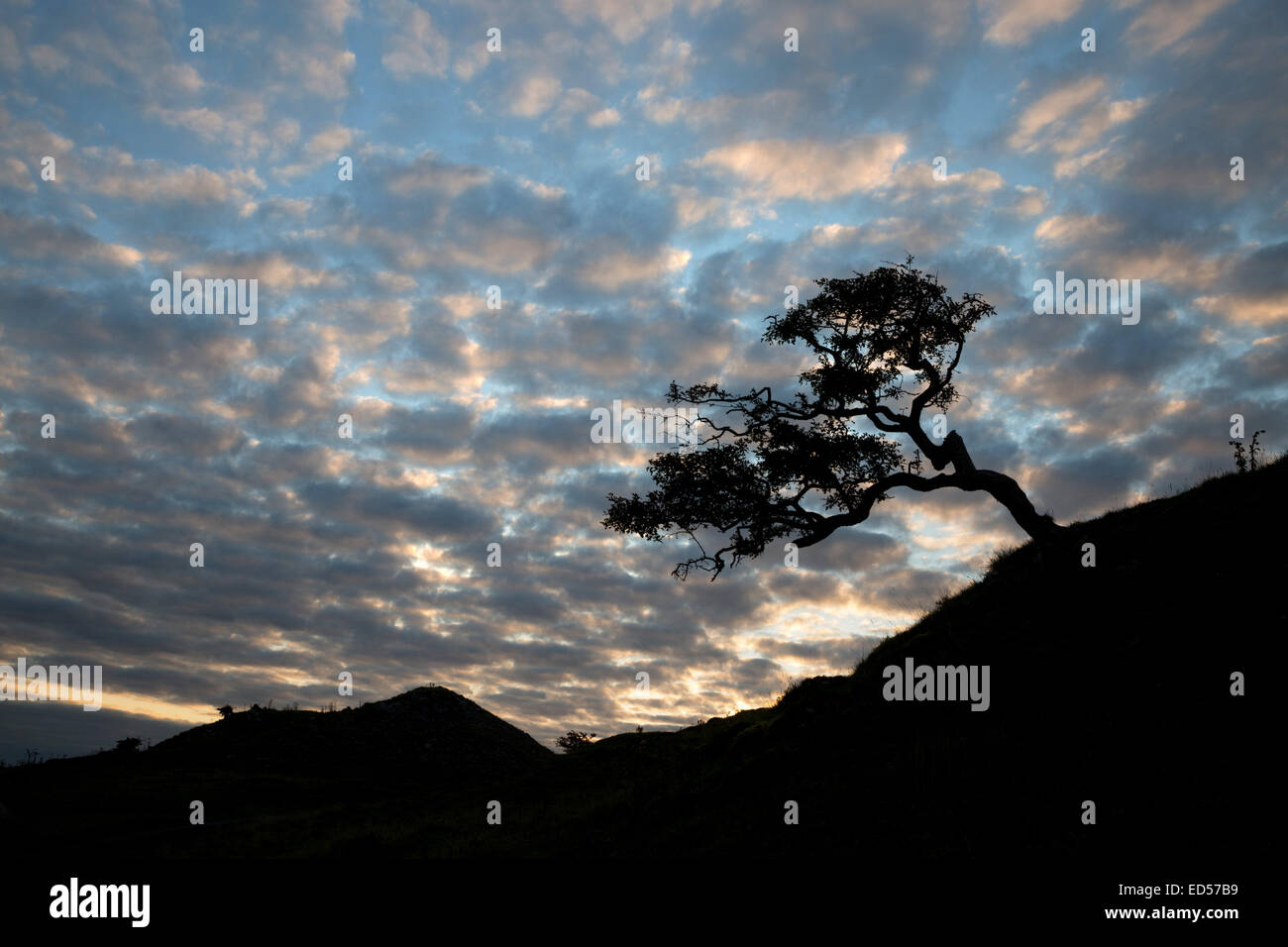 Windgepeitschten stubby Baum bei Sonnenaufgang, Brecon Beacons National Park, Carmarthenshire, Wales, Vereinigtes Königreich, Europa Stockfoto