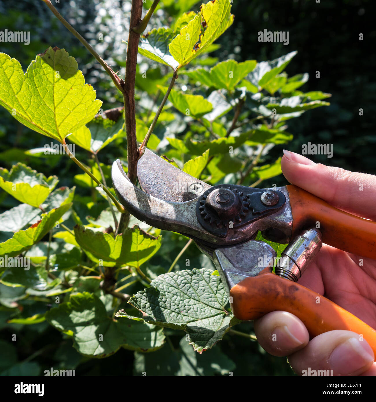 Gärtnern mit Garten Clippers am Strauch Stockfoto