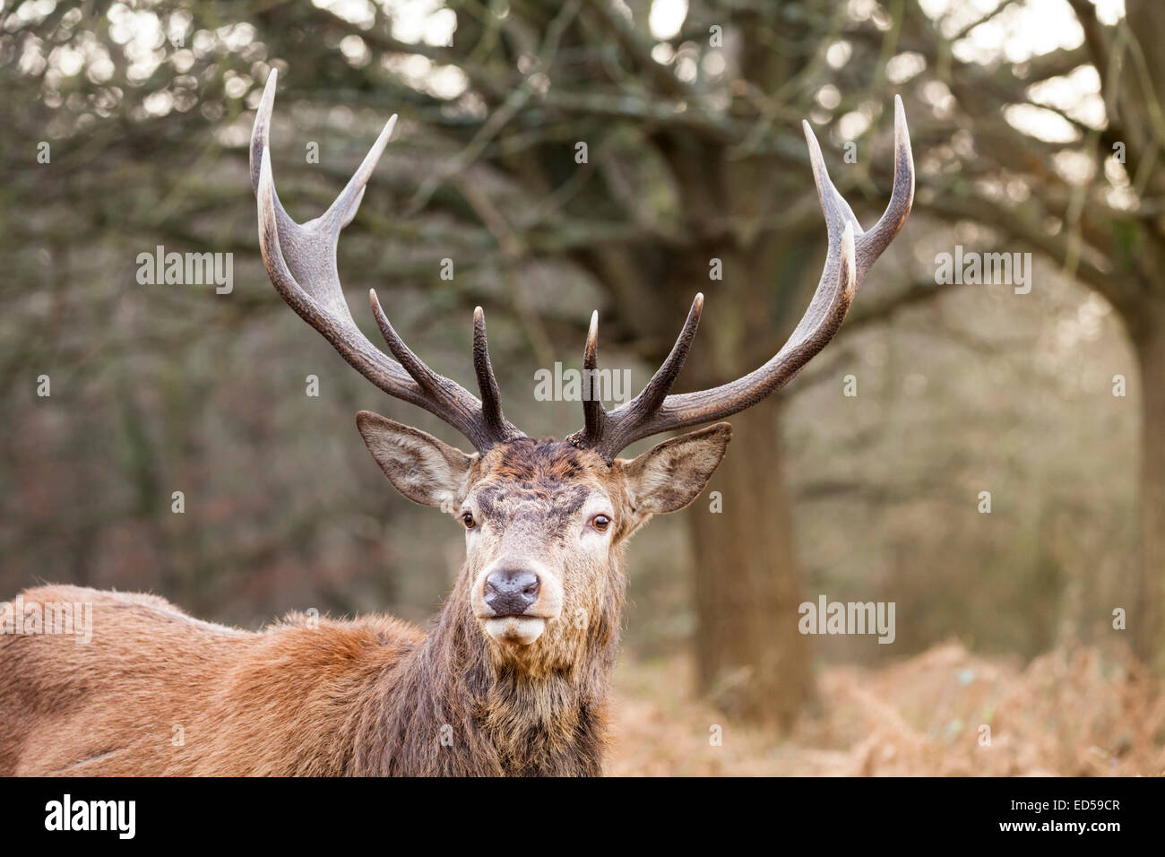 Nahaufnahme eines Rothirschhirsches (Cervus elaphus, männlich) mit ausgewachsenem Geweih in Richmond, Großbritannien Stockfoto