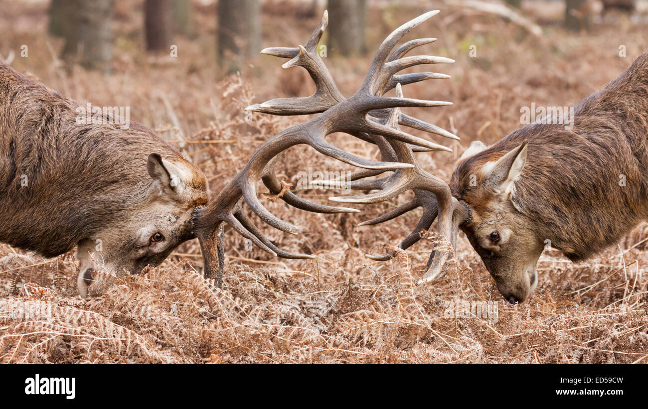 Zwei nach Red Deer (Cervus elaphus) Männchen oder Hirsche Spurrinnen und Verriegelung Geweih im Kampf, Kampf, Großbritannien Stockfoto