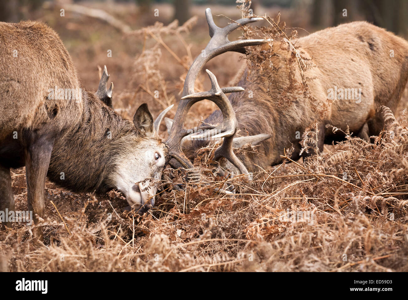 Zwei nach Red Deer (Cervus elaphus) Männchen oder Hirsche Spurrinnen und Verriegelung Geweih im Kampf, Kampf, Großbritannien Stockfoto
