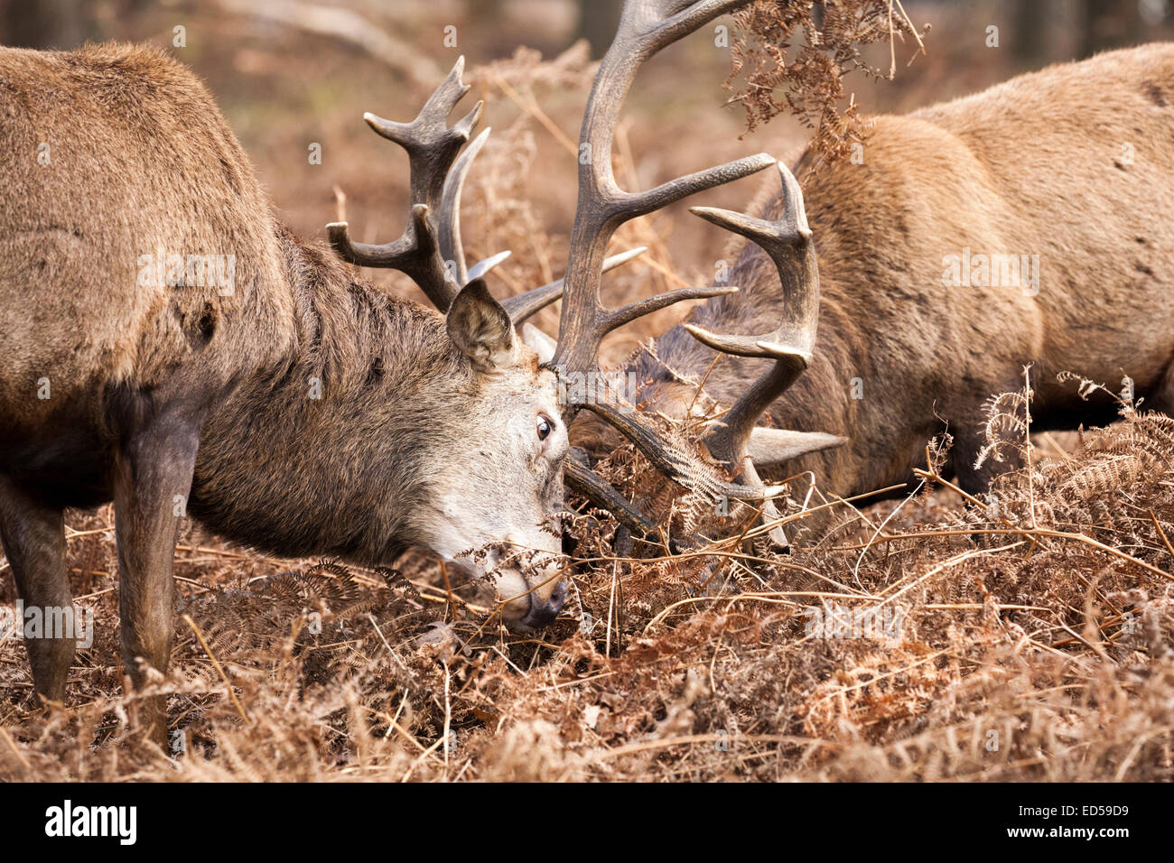 Zwei nach Red Deer (Cervus elaphus) Männchen oder Hirsche Spurrinnen und Verriegelung Geweih im Kampf, Kampf, Großbritannien Stockfoto