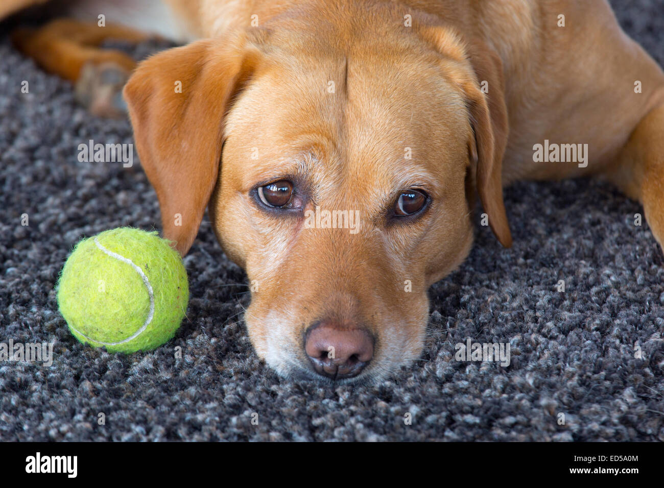 Gelben Labrador spielen mit Kugel Stockfoto