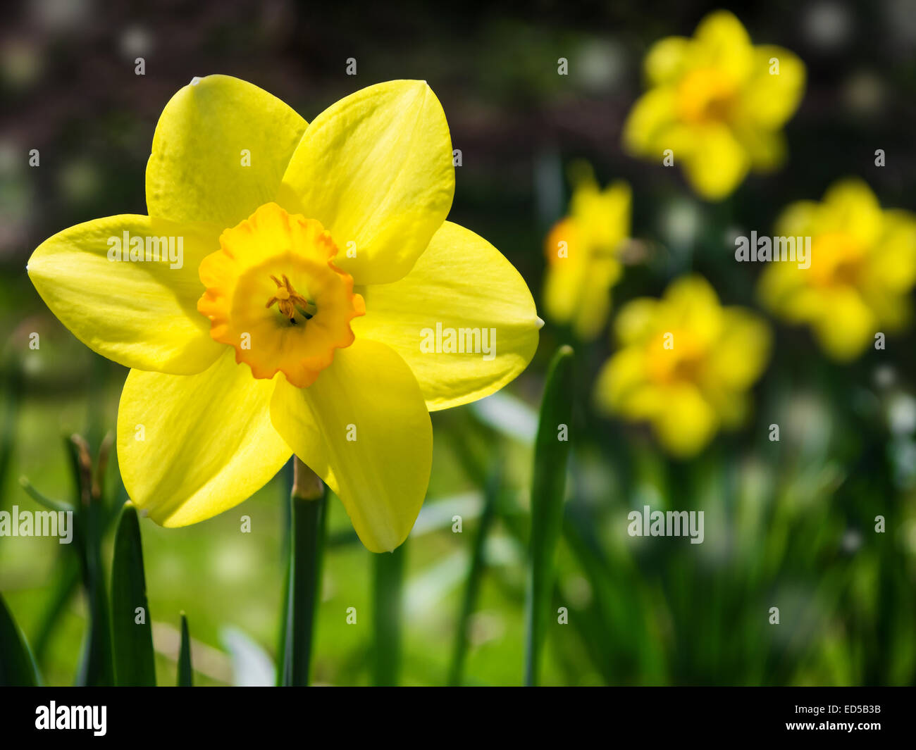 eine gelbe Narzissen auf einer Wiese im Frühling Stockfoto eine gelbe Narzissen auf einer Wiese im Frühling Stockfoto