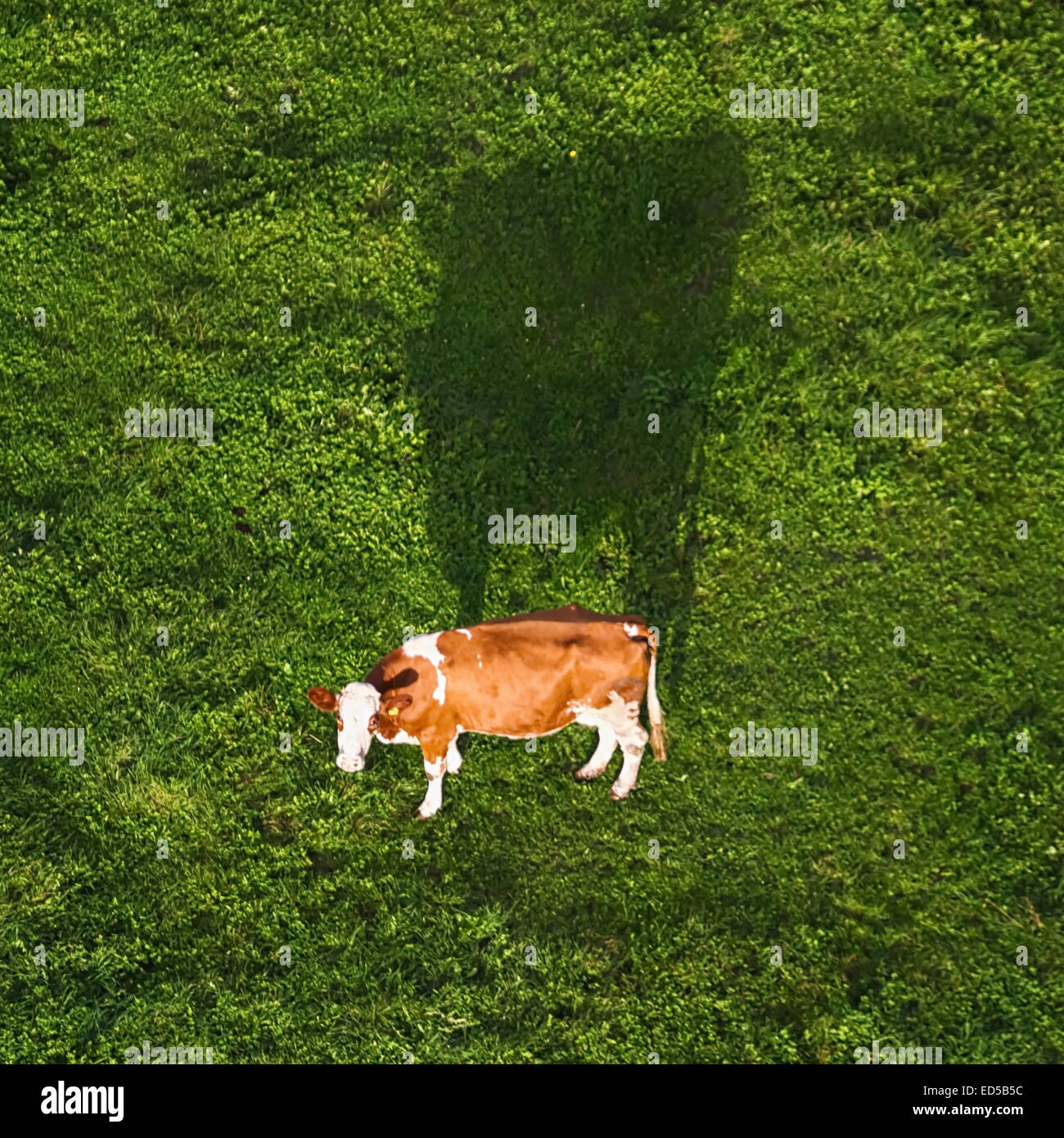 Holstein Kuh und seinen großen Schatten auf einer Wiese gesehen vom Himmel Stockfoto