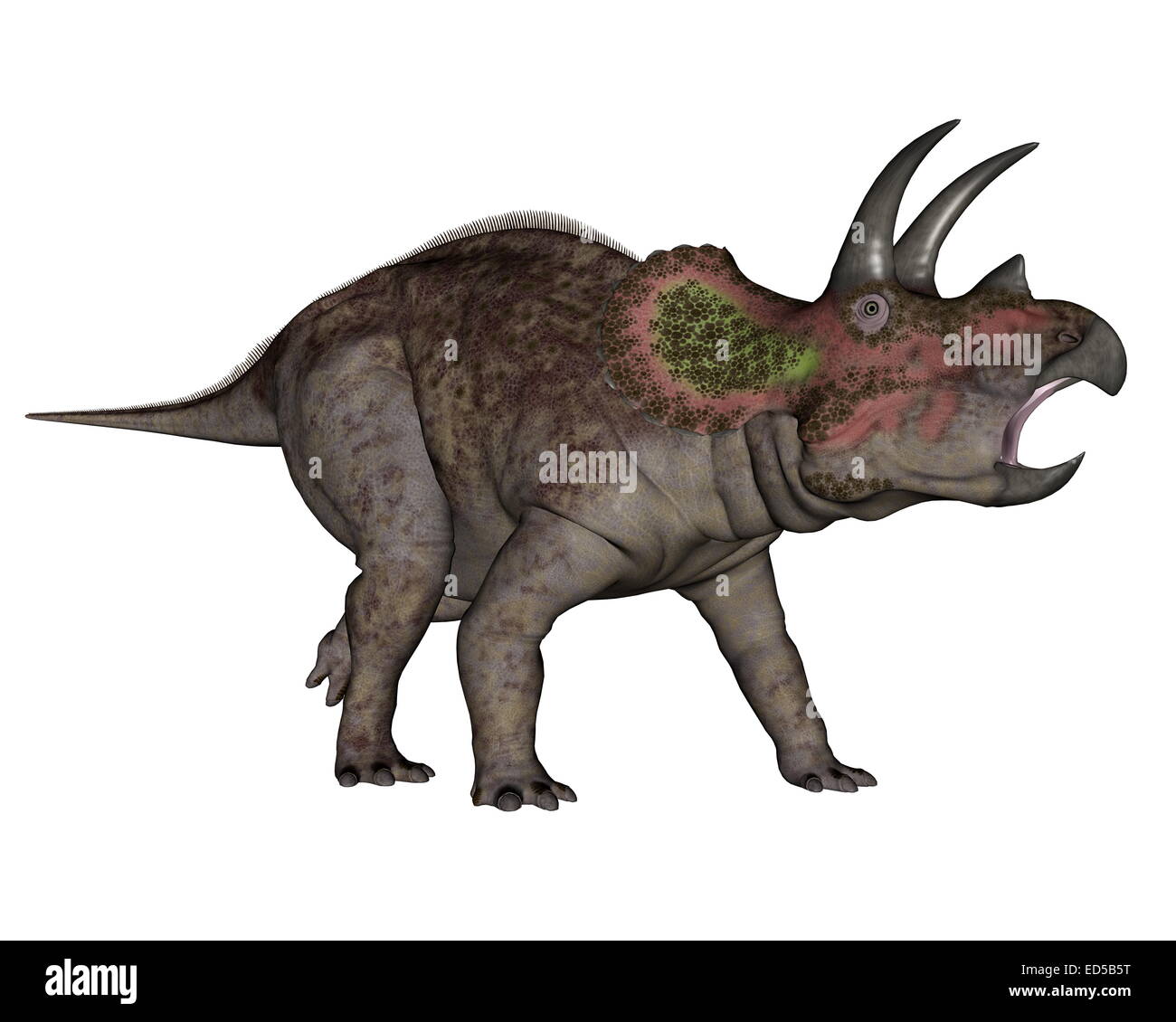 Triceratops Dinosaurier zu Fuß in weißer Hintergrund-3D render Stockfoto