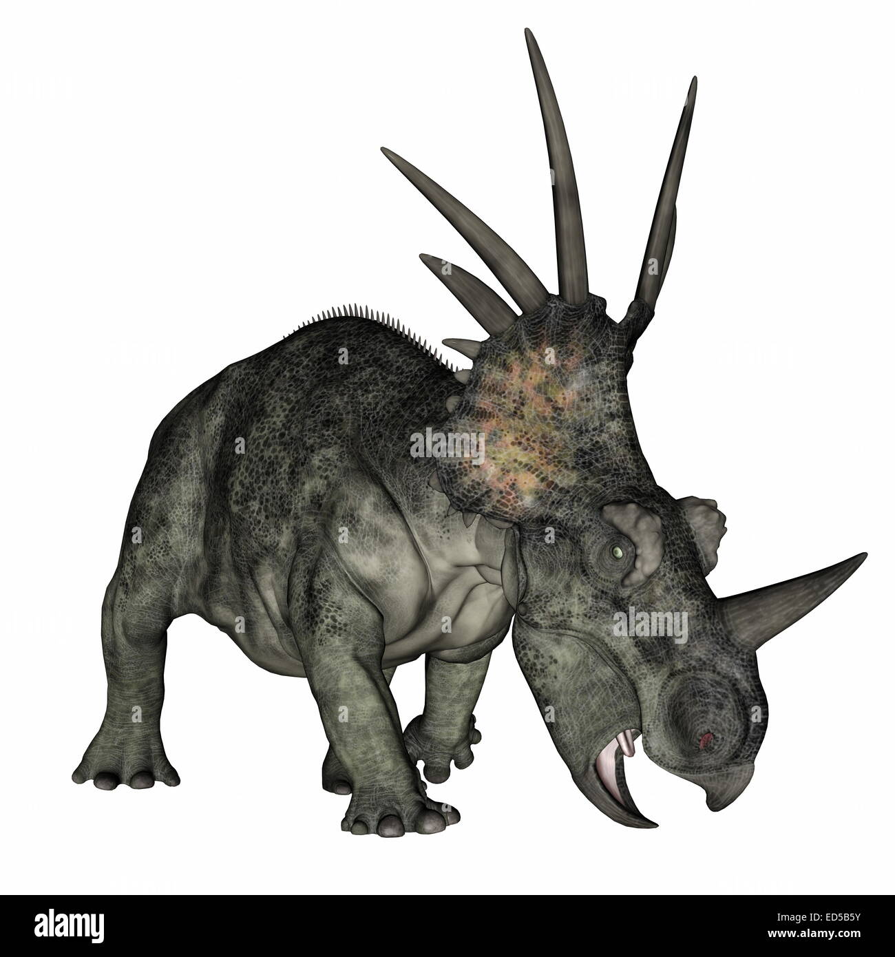 Ankylosauriers Dinosaurier stehend im weißen Hintergrund3D render