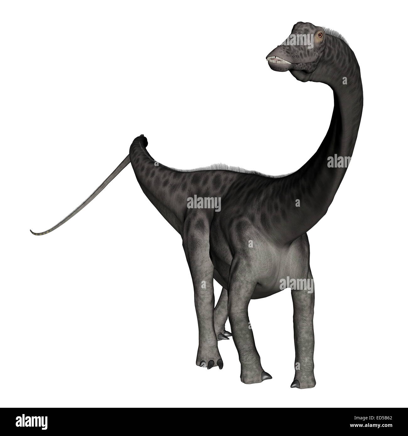 Diplodocus Dinosaurier stehend im weißen Hintergrund-3D render Stockfoto