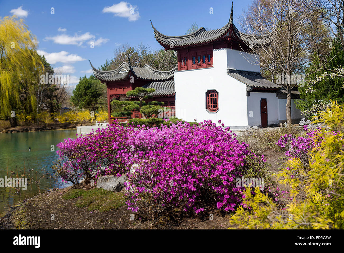 Chinesischer Garten im Botanischen Garten Montreal, Montreal, Quebec, Kanada. Stockfoto