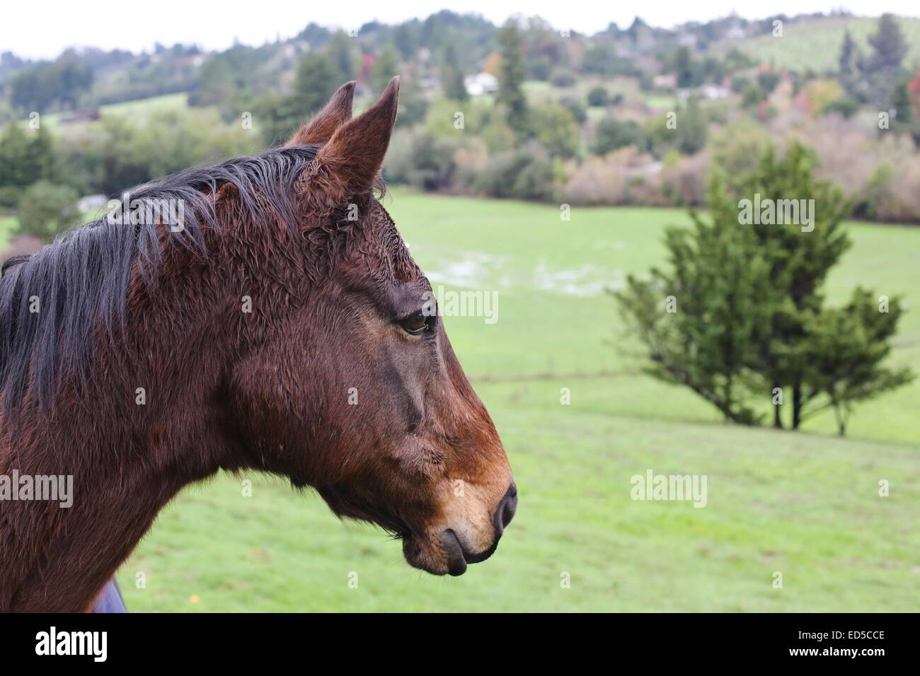 Ein nasses Pferd in einem Feld mit grünen Hügeln im Hintergrund. Stockfoto
