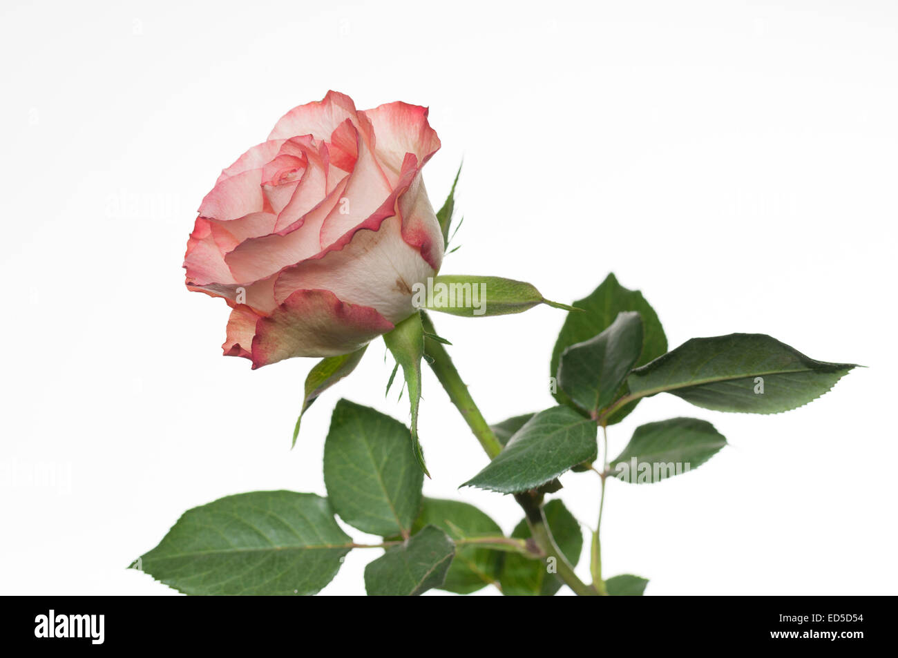 Einzelne weiße rose mit rosa Rand / border / Edge und grüne Blätter auf  weißem Hintergrund Stockfotografie - Alamy