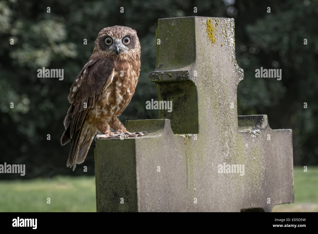 Boobook-Eule thront auf Grabstein Grabstein starrte auf Kamera Stockfoto