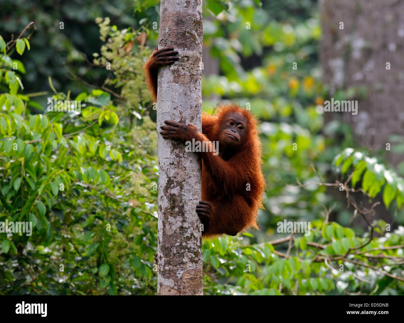 Orang-Utan Kletterbaum im Sepilok Rehabilitation Centre, Sabah, Malaysia Stockfoto