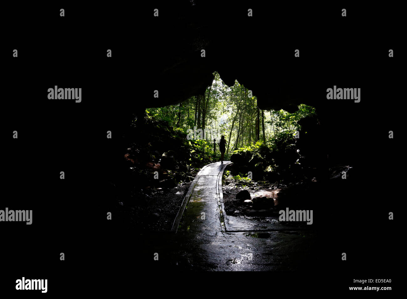 Langs Höhleneingang im Gunung Mulu Nationalpark in Sarawak, Malaysia Stockfoto