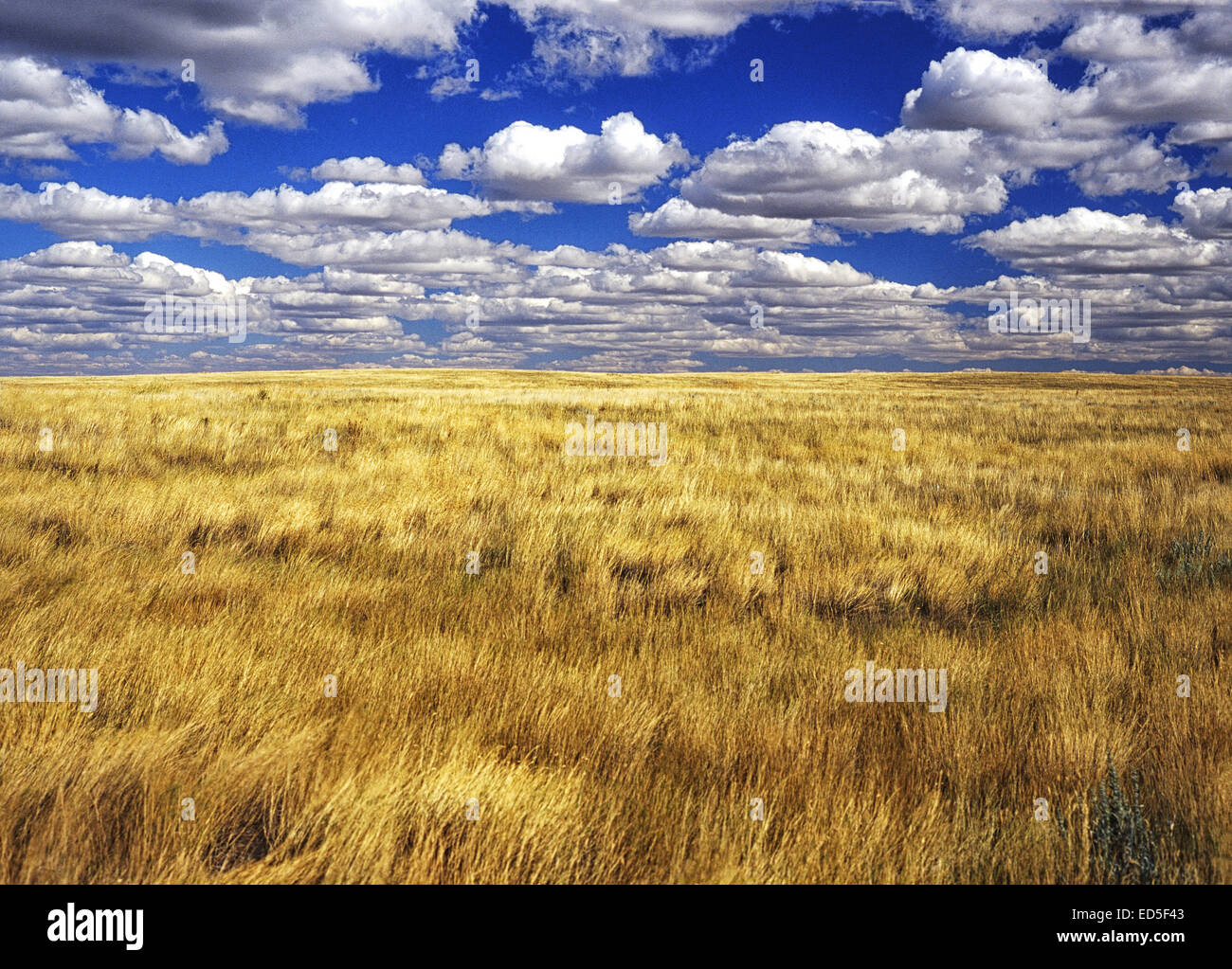 Kurze Grass Prairie Alberta Kanada Stockfoto