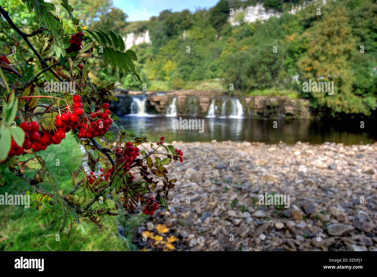 Vogelbeeren in voller Blüte gesehen bei Wainwath Kraft im Swaledale in der Yorkshire Dales National Park, North Yorkshire. Swaled Stockfoto