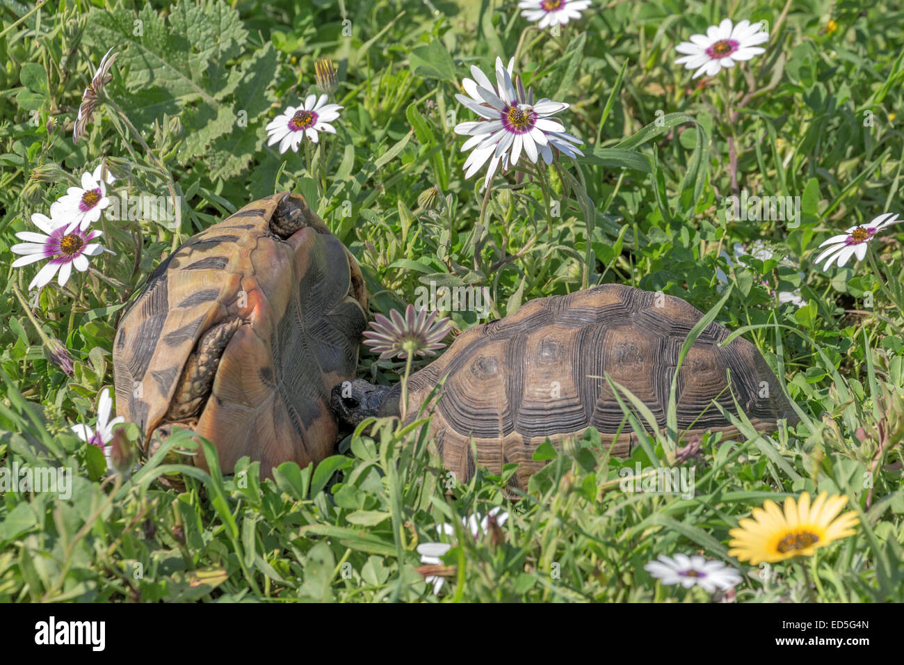 Männliche Angulatschildkröten, Chersina angulata, Kämpfe, Postberg Sektion, West Coast National Park, Western Cape, Südafrika Stockfoto