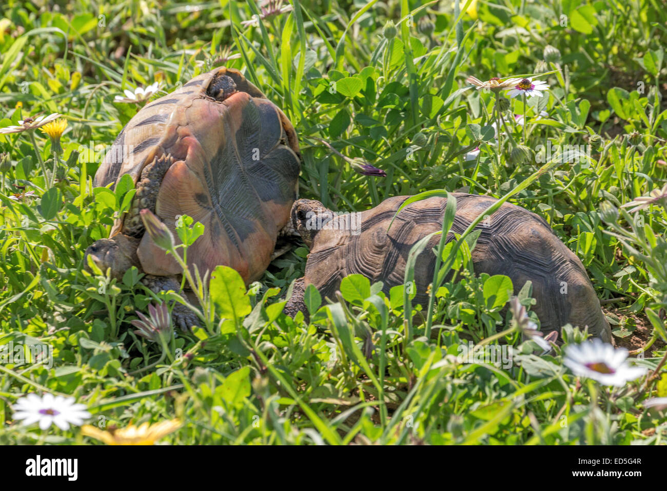 Männliche Angulatschildkröten, Chersina angulata, Kämpfe, Postberg Sektion, West Coast National Park, Western Cape, Südafrika Stockfoto