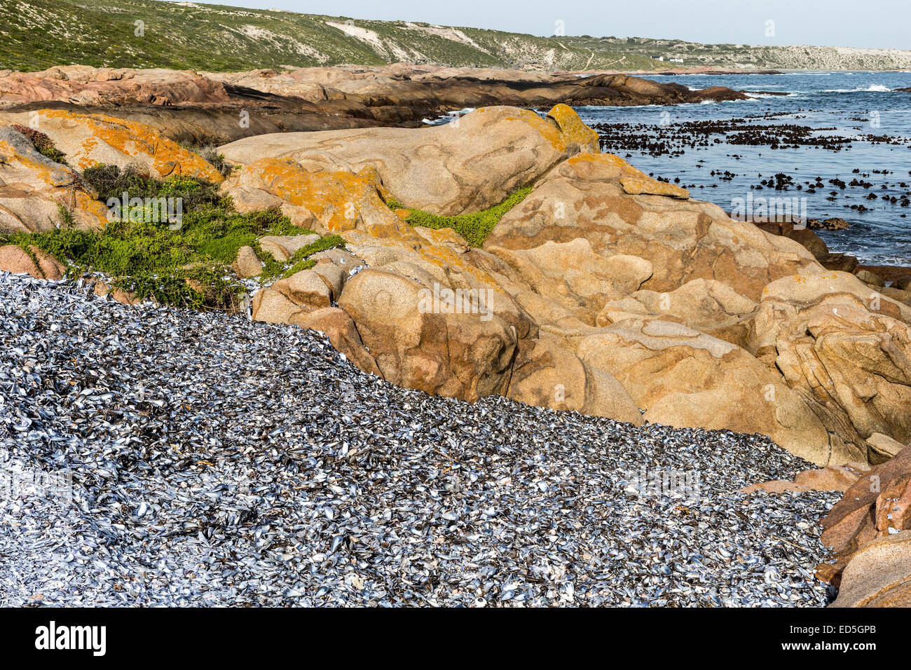 Weiße Muscheln Muscheln, Columbine Nature Reserve, Paternoster, Western Cape, Südafrika Stockfoto