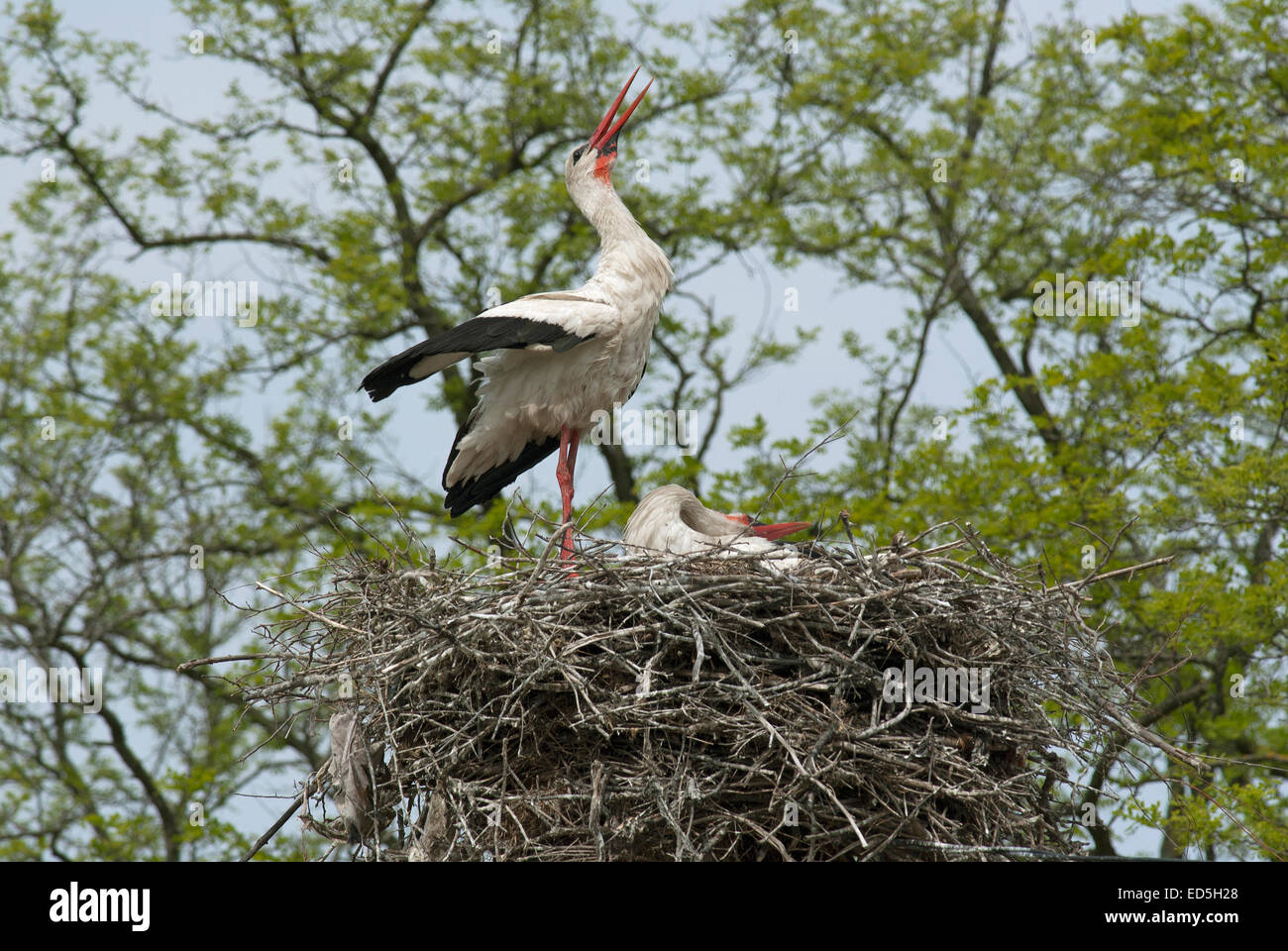 Paar Weißstörche (Ciconia Ciconia) im Nest, Donaudelta, Rumänien, Europa Stockfoto