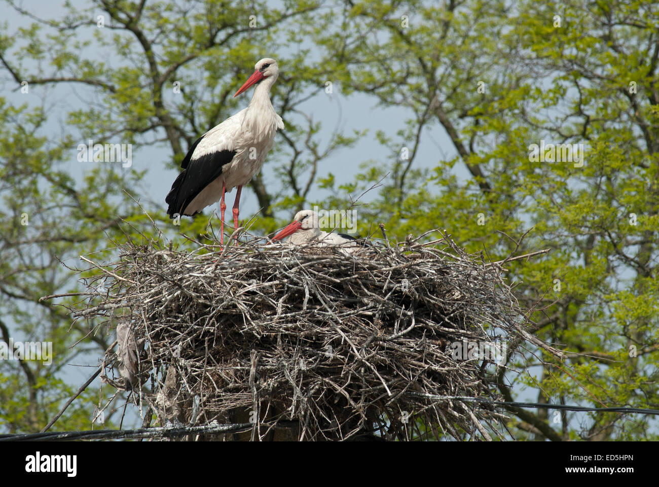 Paar Weißstörche (Ciconia Ciconia) im Nest, Donaudelta, Rumänien, Europa Stockfoto