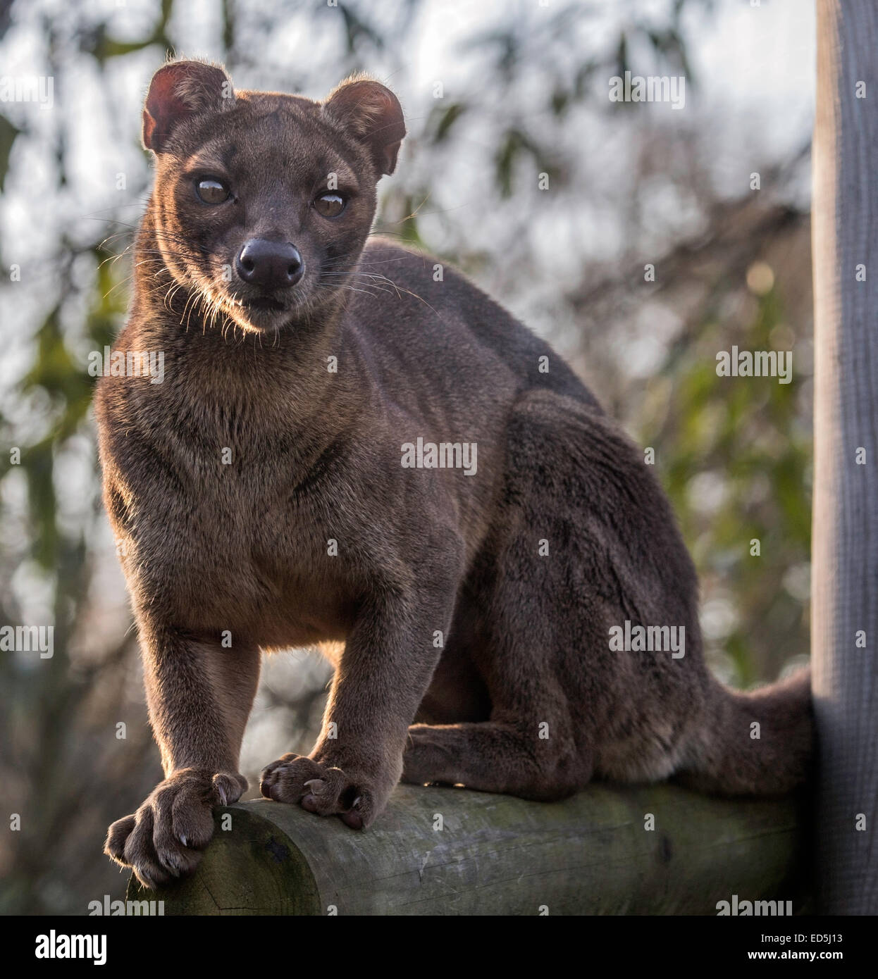 Weibliche Fossa auf Baumstumpf, Blick in Richtung Kamera ...