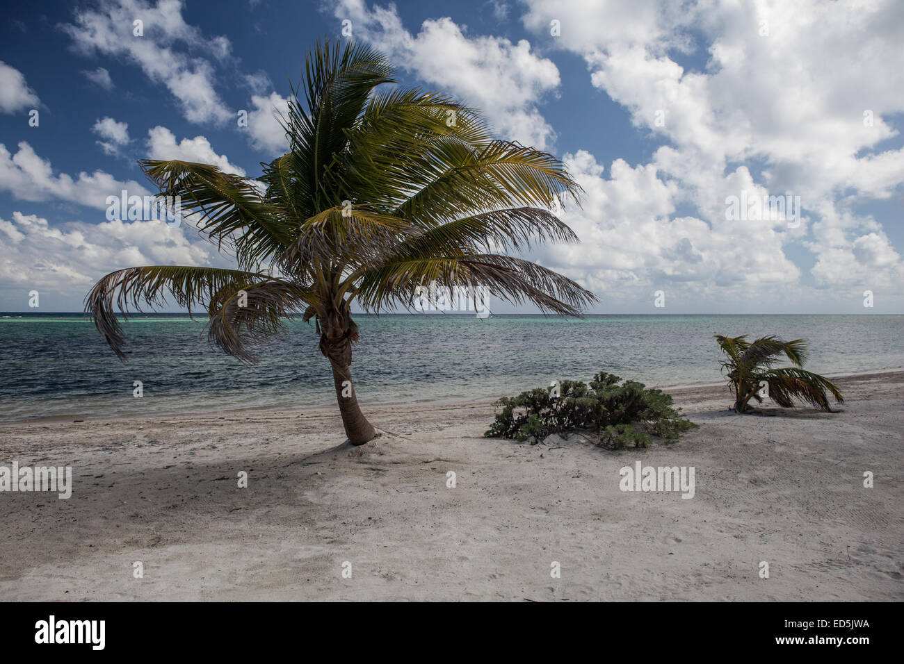 Eine junge Kokosnuss-Palme wächst auf einer sandigen Insel vor der Küste von Belize in der Karibik. Stockfoto