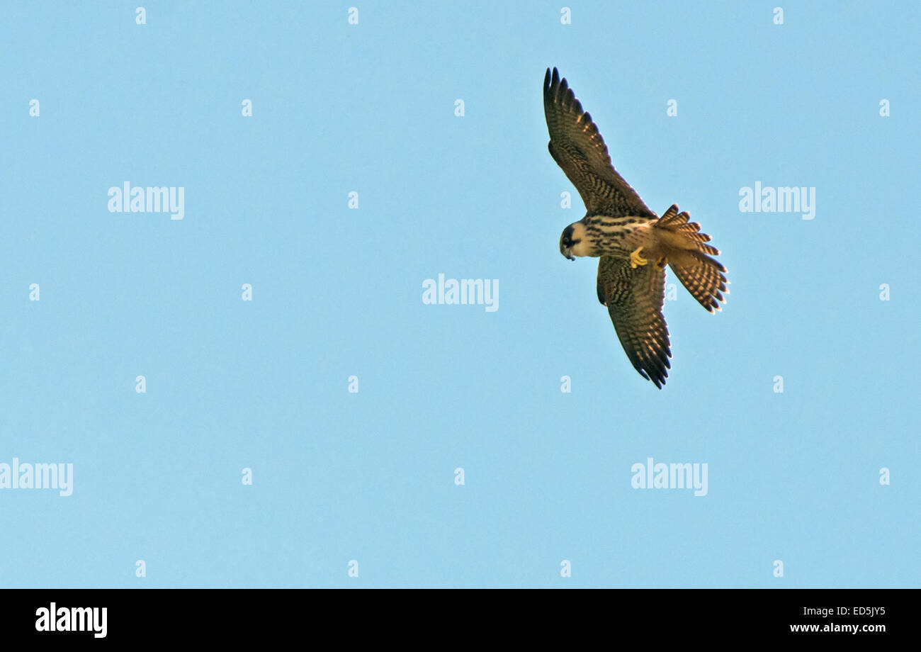 Hobby-Falco Subbuteo. Stockfoto