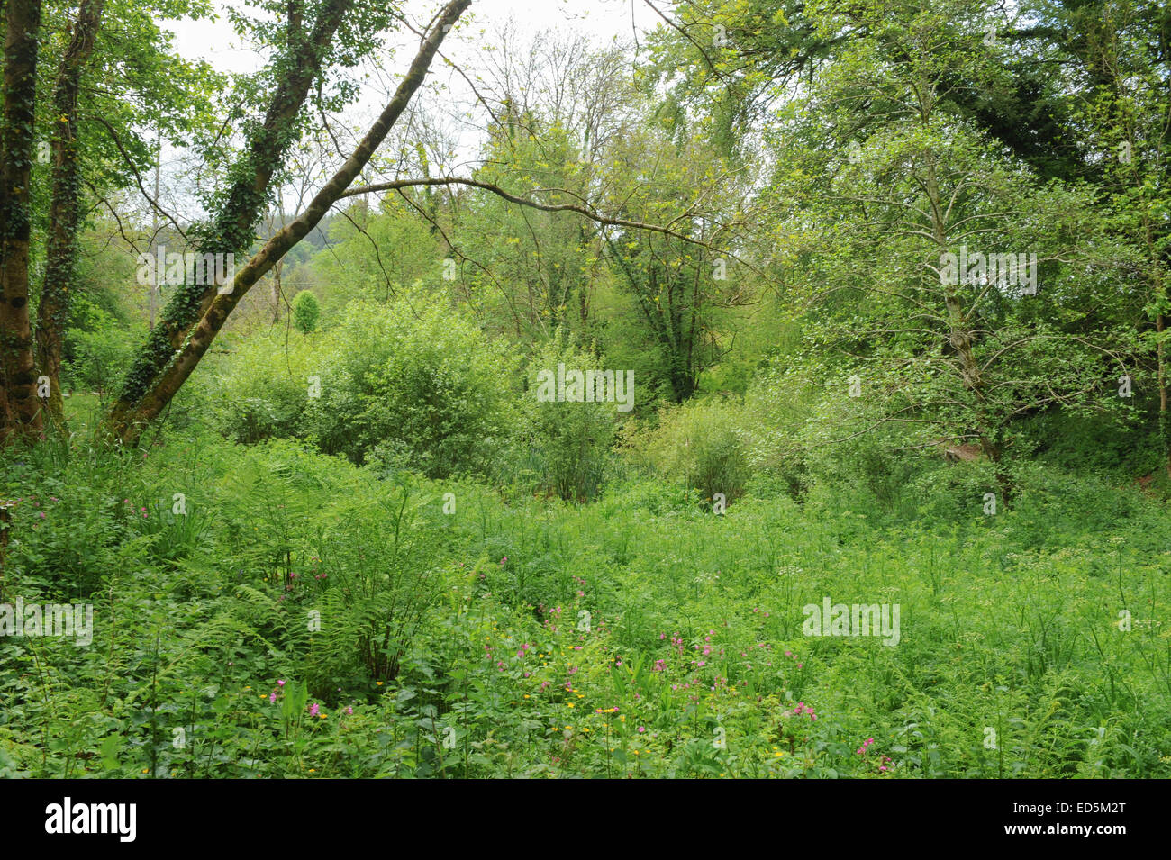 Buckland Abbey Stockfotos Und Bilder Kaufen Alamy