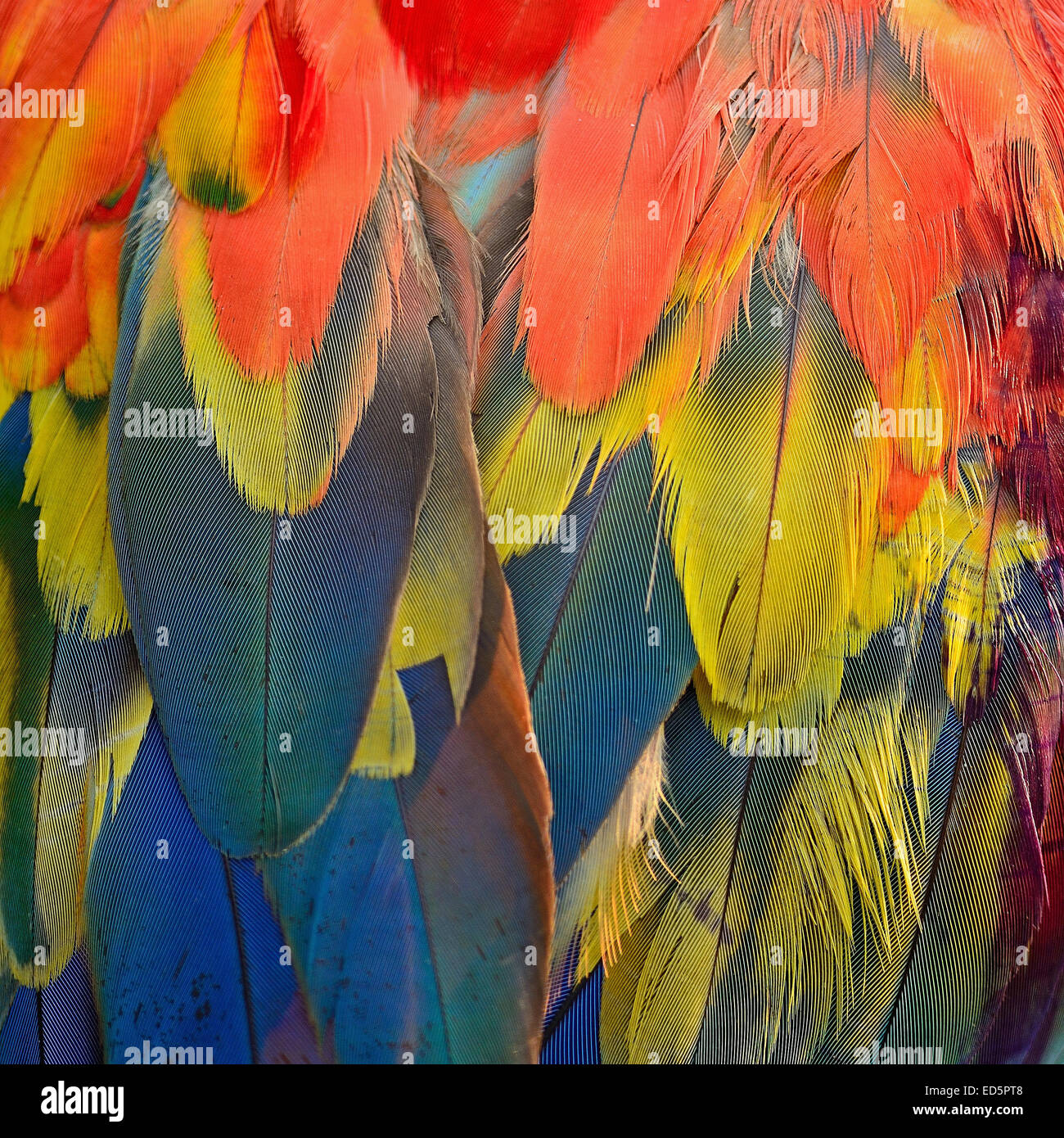 Scarlet Macaw Federn, bunte Hintergrundtextur Stockfoto
