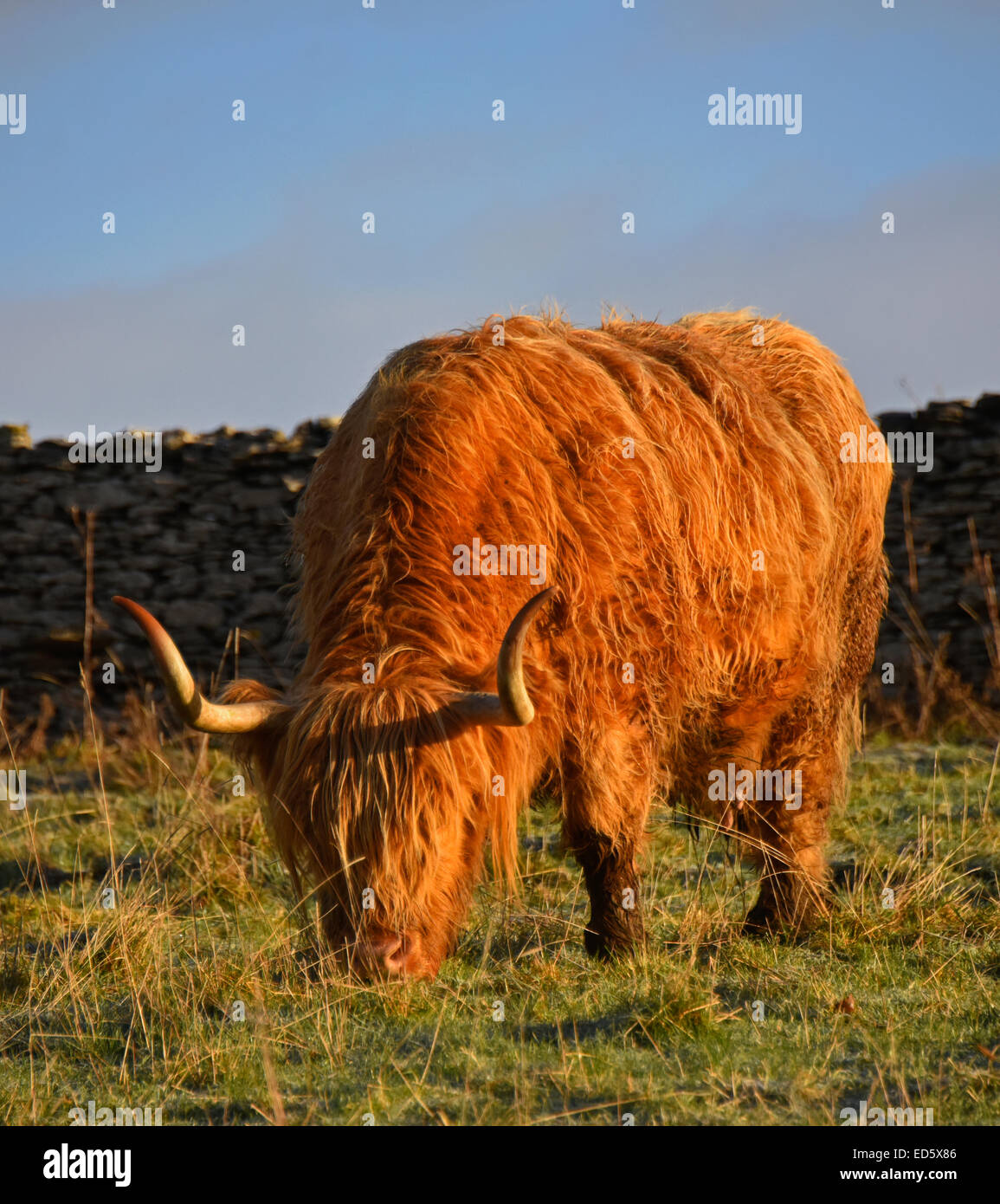 Highland Rinderrasse. Bull. Stockfoto