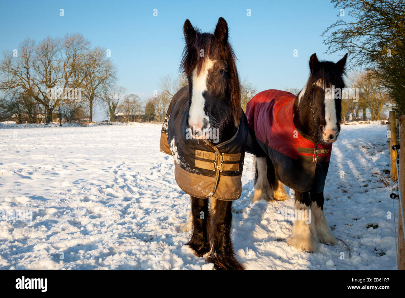 Crich, Derbyshire, Großbritannien 29. Dezember 2014. UK-Wetter. Pferde decken an einem kalten Morgen im ländlichen Derbyshire tragen. Viele Teile von Derbyshire weiterhin durch Schnee und Eis beeinträchtigt werden. Nachttemperaturen wurde berichtet, dass der niedrigste bisher in diesem Jahr in vielen Gebieten des Vereinigten Königreichs aufgenommen. Niedrige Temperaturen dürften bis zum Ende des Jahres. Bildnachweis: Mark Richardson/Alamy Live-Nachrichten Stockfoto