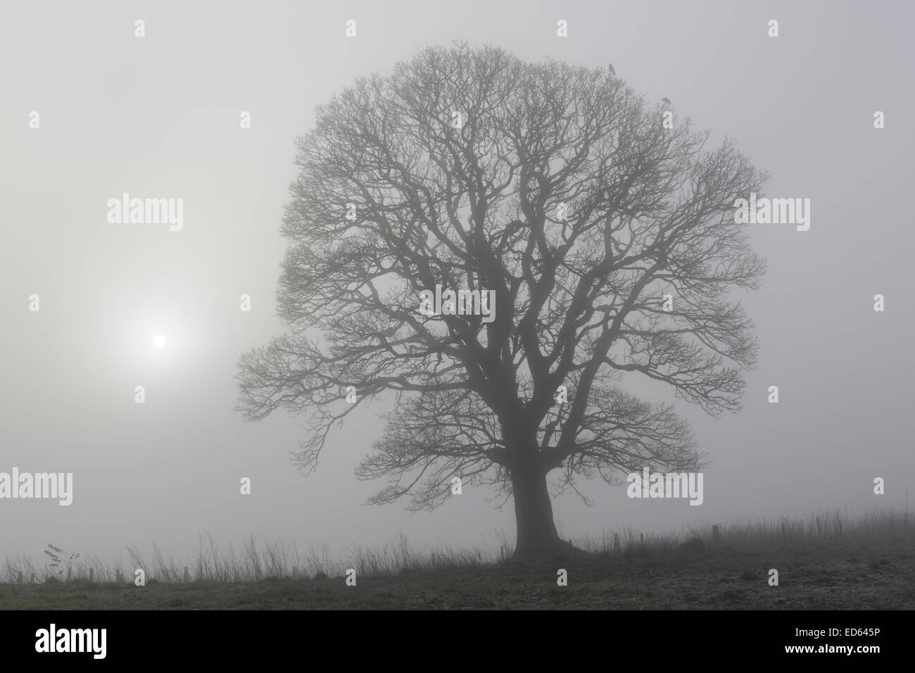 Lochwinnoch, Renfrewshire, Schottland, Großbritannien. Dezember 2014. Wetter in Großbritannien: Nach Frost über Nacht hielt der eisige Nebel den größten Teil des Tages an, wobei die Sonne versuchte, durchzubrechen Stockfoto