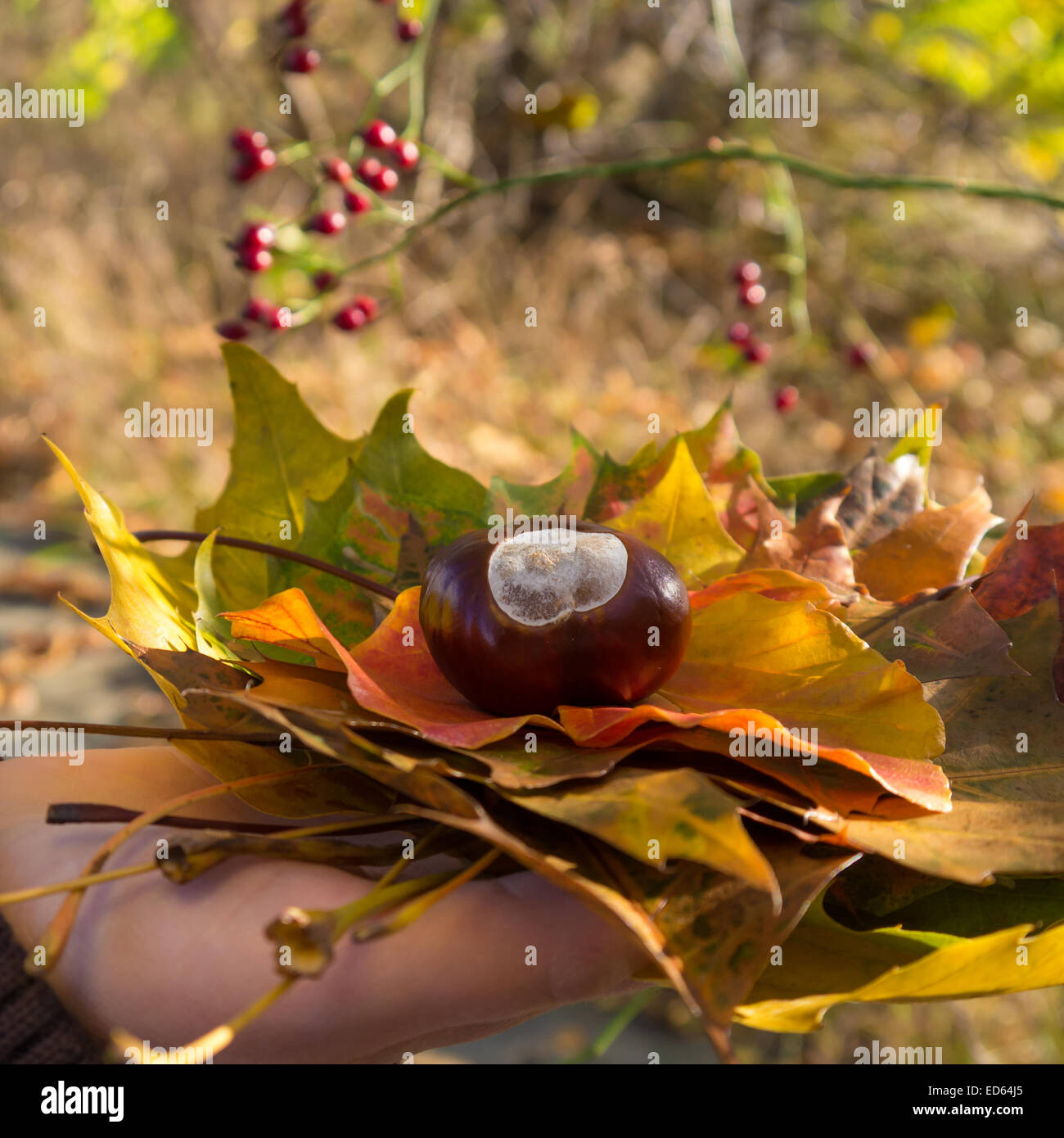 Herbstlaub und Kastanien in der hand halten Stockfoto Herbstlaub und Kastanien in der hand halten Stockfoto