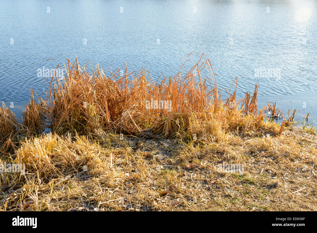 Trockenen Rohrkolben auf dem vereisten See in einem schönen sonnigen Wintertag Stockfoto